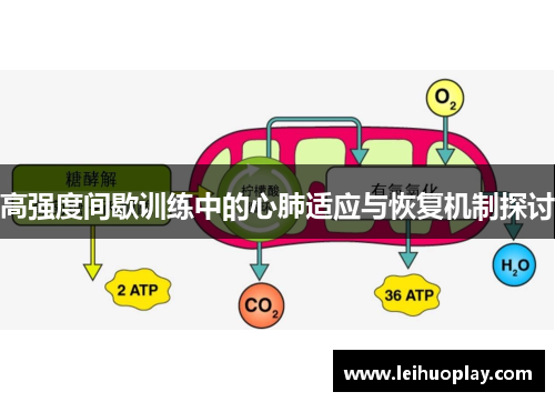 高强度间歇训练中的心肺适应与恢复机制探讨